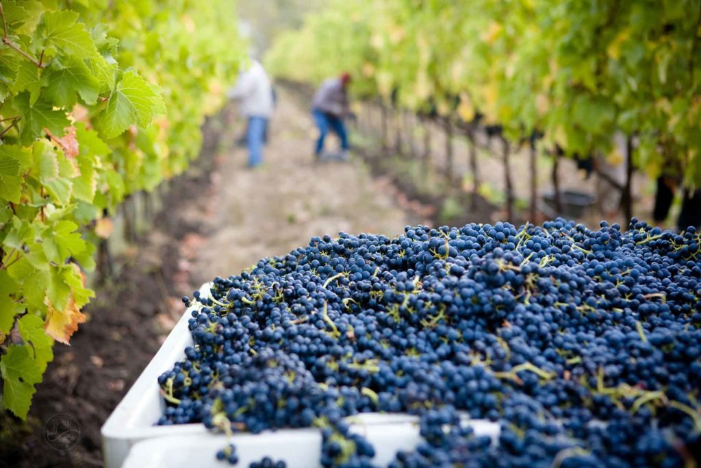 Harvest hands help with the grape harvest for production in the wine industry.